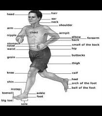 اسماء اعضاء الجسم بالانجليزي والعربي بالصور و مترجم english 100