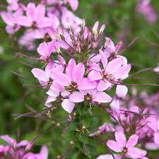 Cleome is fairly drought tolerant once established, so the plants should be watered as needed. Cleome Senorita Rosalita Im Ca 12 Cm Topf Online Kaufen Bei Gartner Potschke