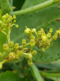 Image result for Cyphostemma