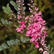 Image result for Indigofera