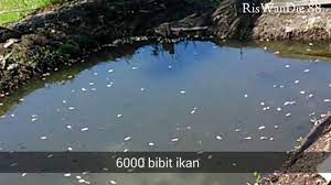 Racikan jitu umpan mancing ikan gurame liar di kolam dan sungai. 6000 Ekor Bibit Ikan Gurame Mati Massal Mendadak Youtube