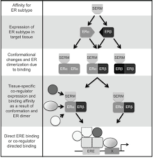 Image result for Selective Estrogen Receptor Modulator