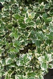 Yellow, cream and white are the most common colors found on variegated leaves, but many others are possible. Euonymus Fortunei Emerald Gaiety Variegated Green And White Foliage Shrub Leaves Flower Stock Photography Variegated Plants Plants