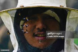 469 Bee Hunter Stock Photos, High-Res Pictures, and Images