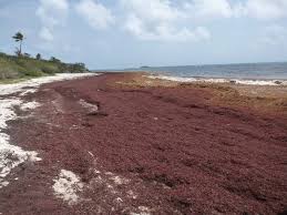 Record Amount Of Seaweed Is Choking Shores In The Caribbean | Loop St. Lucia