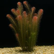 Image result for Rotala gossweileri