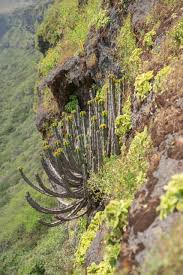 Image result for Megalochlamys