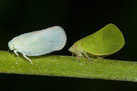 Image result for Nicolasia stenoptera