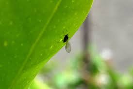 Maybe you would like to learn more about one of these? Aphids Greenflies Cannabis How To Get Rid Of It Quickly