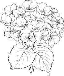Blooming Flower Hydrangea Mykinglist Com Hydrangea Painting Flower Line Drawings Flower Drawing