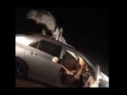 According to reports online, the accident occurred at the beginning of last month, but it's just now that the video from the scene is. Video Of A Camel Stuck Inside Of A Car Somehow Youtube
