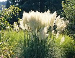 Find records for daun's phone number, address, email & more. Bukan Gulma Intip 6 Alang Alang Hias Untuk Dekorasi Rumah