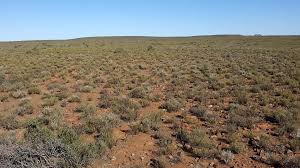 Image result for Salsola rabieana