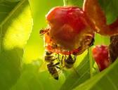 Do Honey Bees Eat Fruit?- Information for those who don't know ...