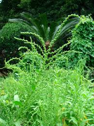 Image result for Dysphania procera