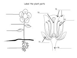 Check out our simple plant drawing selection for the very best in unique or custom, handmade pieces from our shops. Rose Flower Roots Drawing Novocom Top