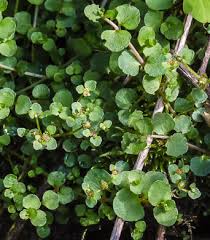 Image result for Chrysosplenium americanum
