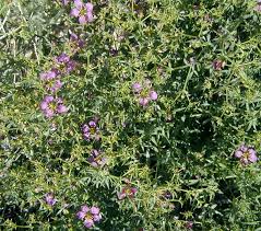 Image result for Fagonia