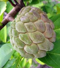 Decouvrez Les 20 Fruits Les Plus Insolites Du Monde Fruits Exotiques Legume Exotique Fruits Tropicaux