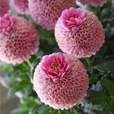 Check spelling or type a new query. Egrow 100pcs Giant Allium Giganteum Globemaster Beautiful Flower Seeds Garden Plant Seed Unusual Flowers Beautiful Flowers Amazing Flowers