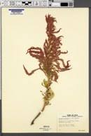Image result for Celosia stuhlmanniana