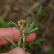 Image result for Stylosanthes fruticosa