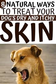The Best Dog Itchy Skin Home Remedy Full List Cbd For In 2020 Dog Dry Skin Dog Treatment Dog Itching Remedies