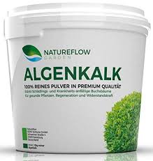 Buchsbaum Probleme Ist Algenkalk Die Losung Buche Baum Buchsbaum Buchsbaum Garten