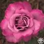 Profile Picture of Royal Amethyst - Heirloom Roseson Google