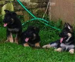 Breed german shepherd breed info. German Shepherd Working Line Puppies For Sale For Sale In Cleveland Georgia Classified Americanlisted Com