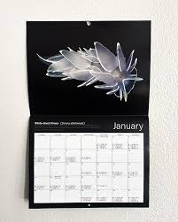 Image result for Liparis nyikana