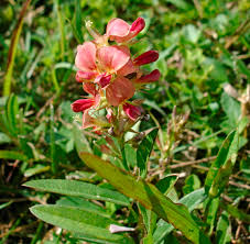 Image result for Alysicarpus zeyheri