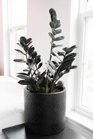 The raven shares the same rich green foliage on new leaves only. How To Care For The Stunning Raven Zz Plant How To Propagate It