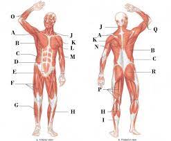 Related to the function of movement is the muscular system's second function: Muscles Of The Body Diagram Quizlet