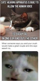 Pin On Kitty S
