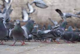 15 Incredible Facts About Pigeons Mental Floss