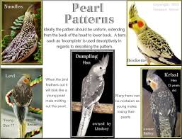 Cockatiel Birds You Can Have As Pets Incomplete Pearl Illus Jpg Photo This Photo Was Uploaded By Mousebirds And More Find Other Incomplete Pearl Illus Jpg Pictures And Pet Birds Cockatiel Birds