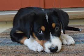 On this website's blog part i would like to post information about the puppies from all over the world. Greater Swiss Mountain Dog Puppies Care Training And More Pawzy