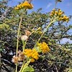 Image result for Crassocephalum montuosum