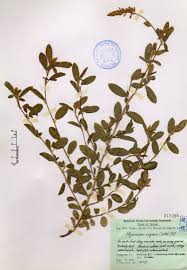 Image result for Alysicarpus rugosus