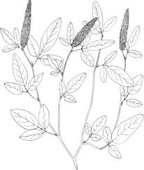 Image result for Sesamum parviflorum