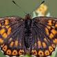 Duke of Burgundy Butterfly Workshop event image