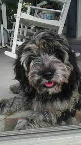 My Blue Merle Cockapoo Raine Cockapoo Dog Cockapoo Puppies Yorkshire Terrier Puppies