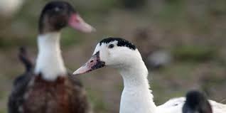 Les autorités russes rapportent que sept employés d'un élevage de volaille du sud de la russie ont contracté la grippe aviaire h5n8, mais elles les premiers cas d'infection humaine par l'influenza aviaire a(h5n8) ont été confirmés en laboratoire. le virus peut être transmis des volailles aux. Grippe Aviaire La Russie Dit Avoir Detecte Le Premier Cas De Transmission A L Humain Pas De Risque En France