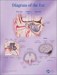 The inner ear is the innermost part of the vertebrate ear. Diagram Of The Ear