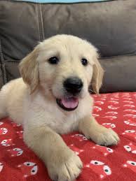 Look on line or in the paper for people who want homes and don't want money for the pups or go to the humane society and adopt one. Golden Retriever Puppies For Sale Tucson Az 297600