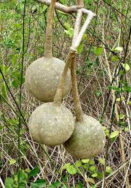 Image result for Cladostemon kirkii