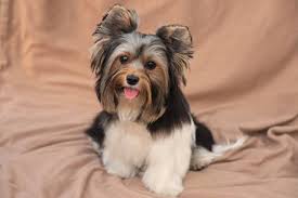 Image result for white yorkshire terrier