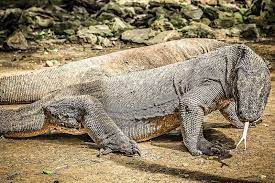 Can You Have A Komodo Dragon As A Pet Wildlife Informer