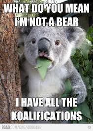 Shocked Bear Oh Wait Koala Meme Koala Bear Cute Animals